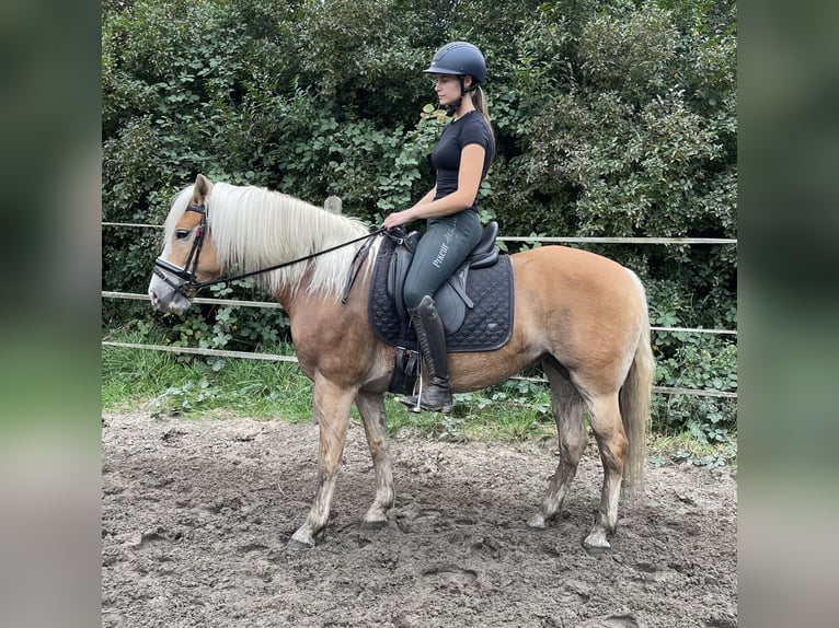 Haflinger Mare 9 years 14,1 hh Chestnut-Red in Oberhausen