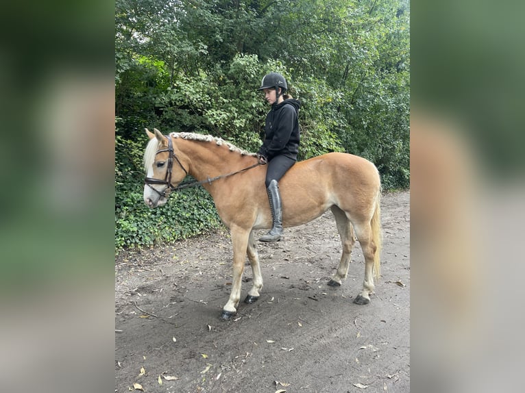 Haflinger Mare 9 years 14,1 hh Chestnut-Red in Oberhausen