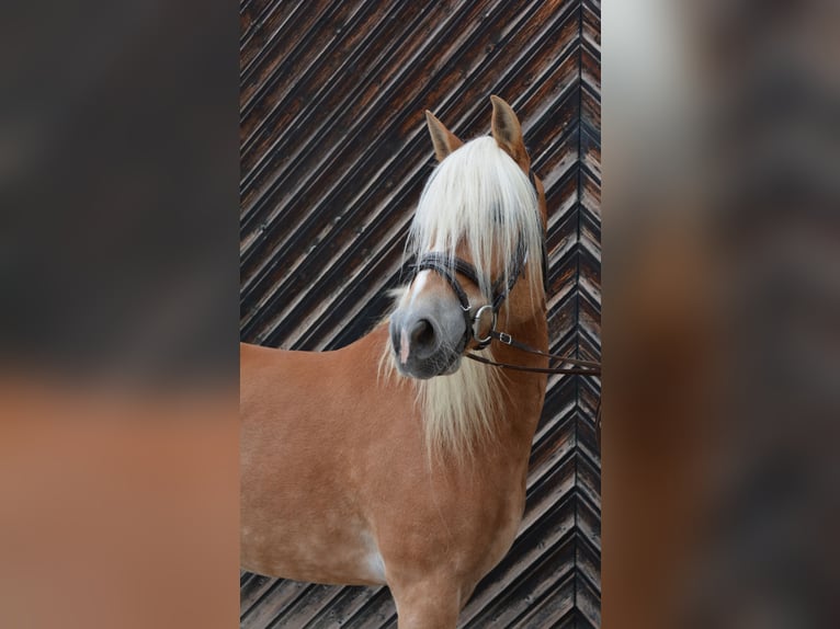 Haflinger Mare 9 years 14,1 hh Chestnut-Red in München