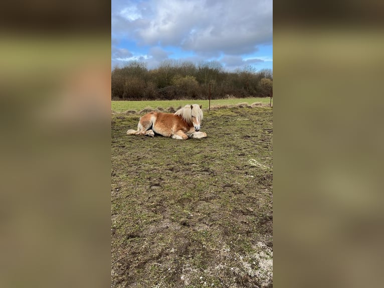 Haflinger Mare 9 years 14.1 hh  in Lübeck