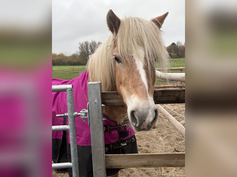 Haflinger Mare 9 years 14.1 hh  in Lübeck