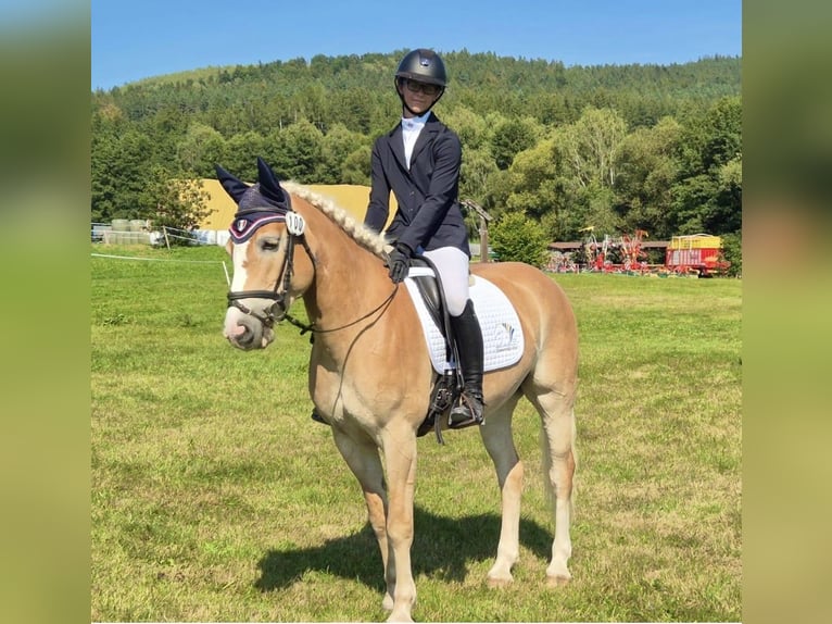 Haflinger Mare 9 years 14,2 hh Chestnut-Red in Pelmberg