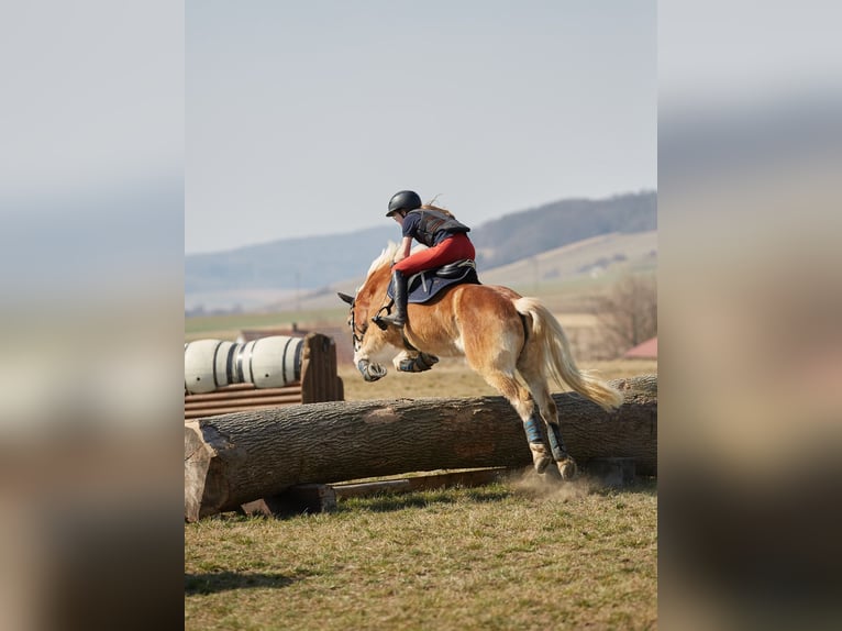 Haflinger Mare 9 years 14.2 hh Chestnut-Red in St. Peter/au
