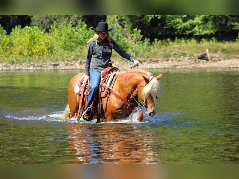 Haflinger Mare 9 years 14,2 hh Chestnut in Clarion, PA