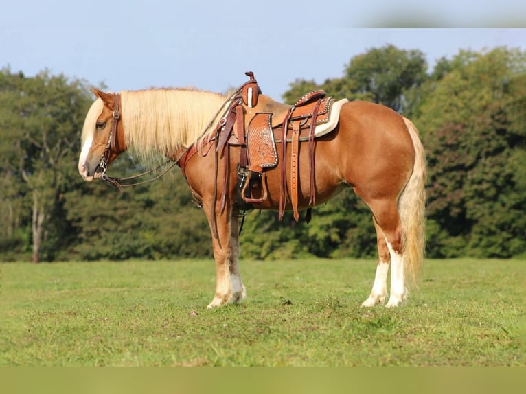 Haflinger Mare 9 years 14,2 hh Chestnut in Clarion, PA