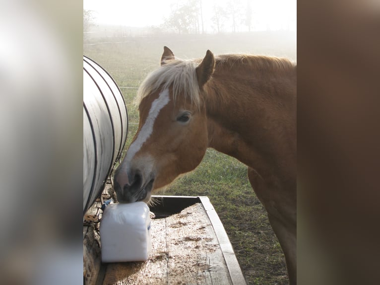 Haflinger Mare 9 years 14.3 hh Chestnut-Red in Sonnenbühl