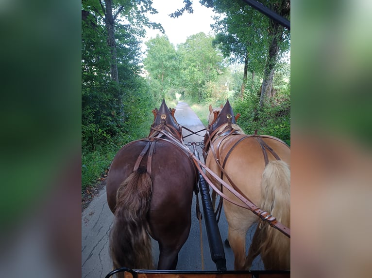 Haflinger Mare 9 years 14.3 hh Chestnut-Red in Sonnenbühl