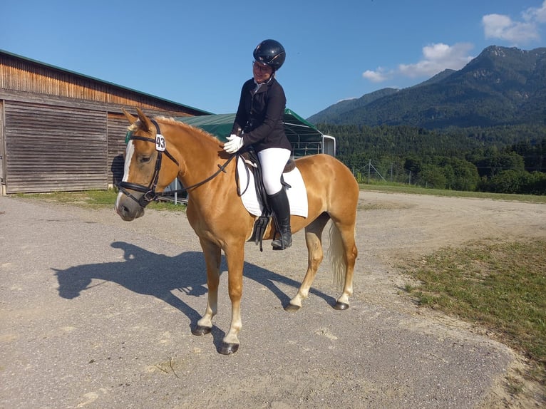 Haflinger Mare 9 years 14.3 hh Chestnut-Red in Mariapfarr