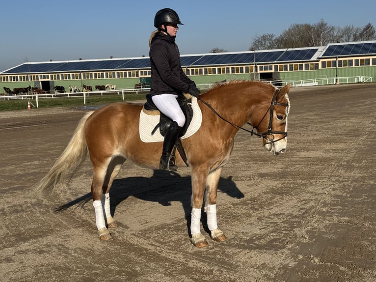 Haflinger Mare 9 years 14 hh Chestnut-Red in Ganschow