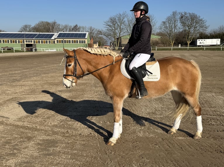 Haflinger Mare 9 years 14 hh Chestnut-Red in Ganschow