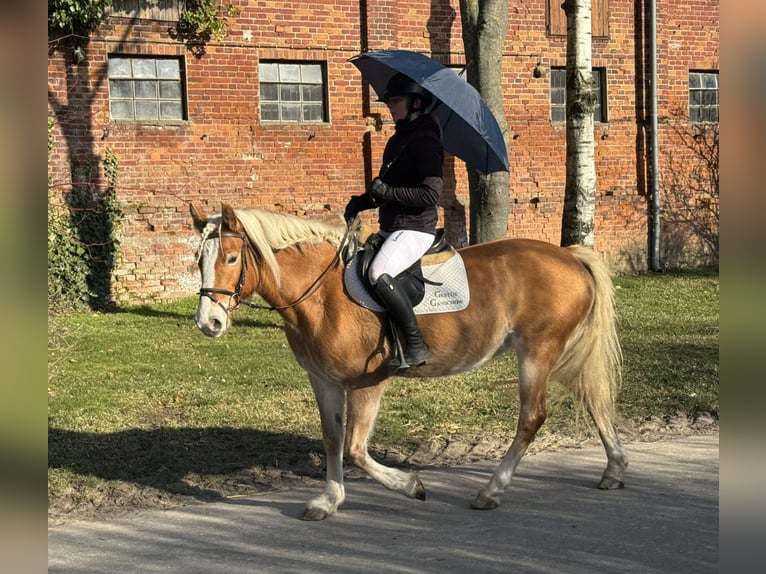 Haflinger Mare 9 years 14 hh Chestnut-Red in Ganschow