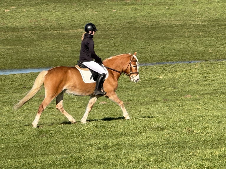 Haflinger Mare 9 years 14 hh Chestnut-Red in Ganschow