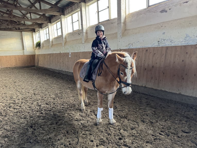 Haflinger Mare 9 years 14 hh Chestnut-Red in Ganschow