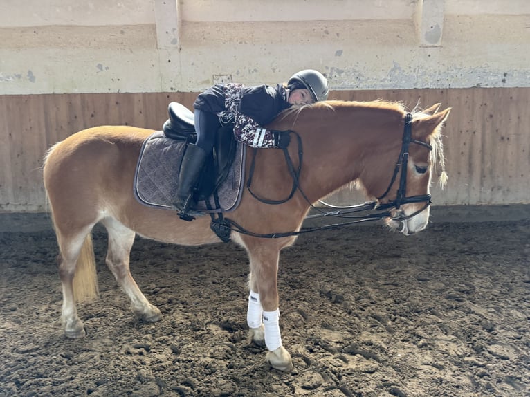 Haflinger Mare 9 years 14 hh Chestnut-Red in Ganschow