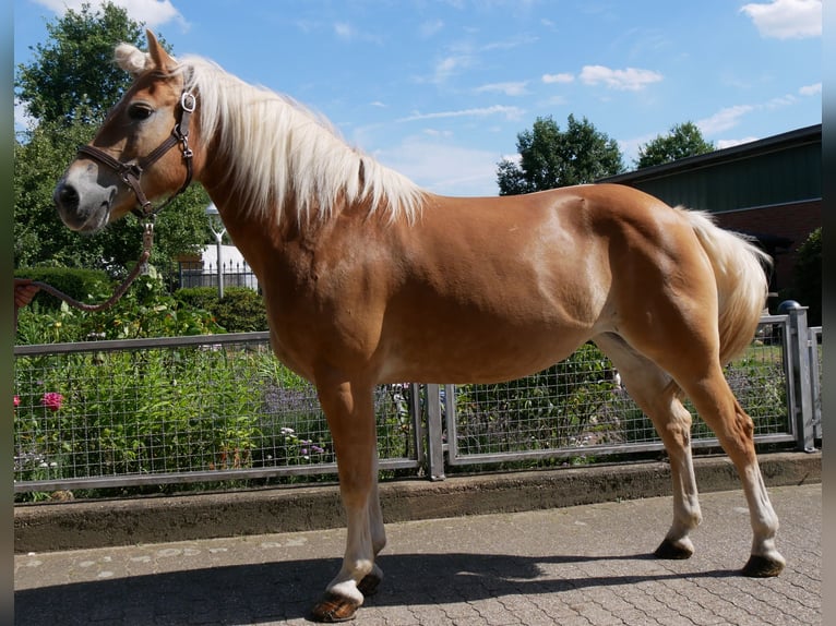Haflinger Mare 9 years 14 hh Chestnut-Red in Dorsten