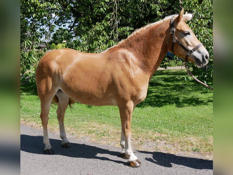 Haflinger Mare 9 years 14 hh Chestnut-Red in Dorsten