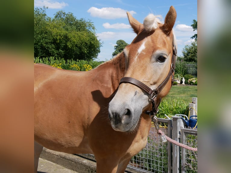 Haflinger Mare 9 years 14 hh Chestnut-Red in Dorsten