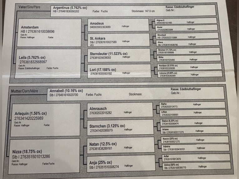 Haflinger Mare 9 years 14,1 hh Chestnut-Red in GrevenGreven
