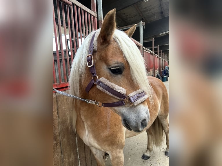 Haflinger Mare 9 years 14,1 hh Chestnut-Red in GrevenGreven