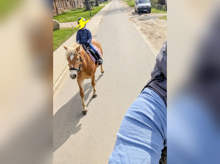 Haflinger Mare 9 years 14,1 hh Dun in Mühlen Eichsen