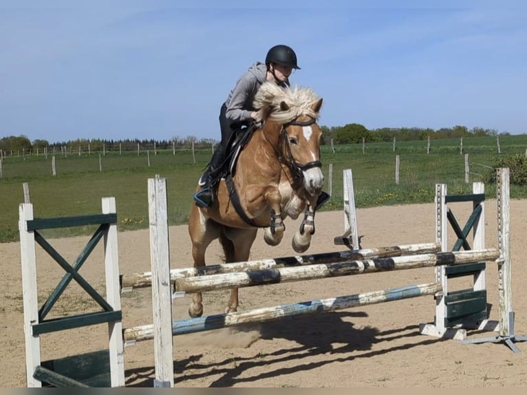 Haflinger Mare 9 years 14,1 hh Dun in Mühlen Eichsen