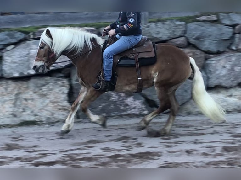 Haflinger Mare 9 years 15,1 hh Chestnut-Red in Mainbernheim