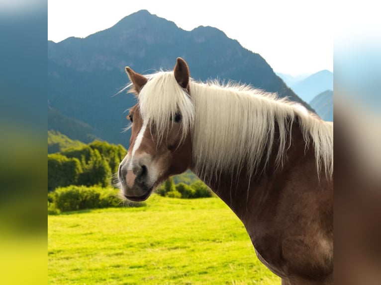 Haflinger Mare 9 years 15,1 hh Chestnut-Red in Mainbernheim