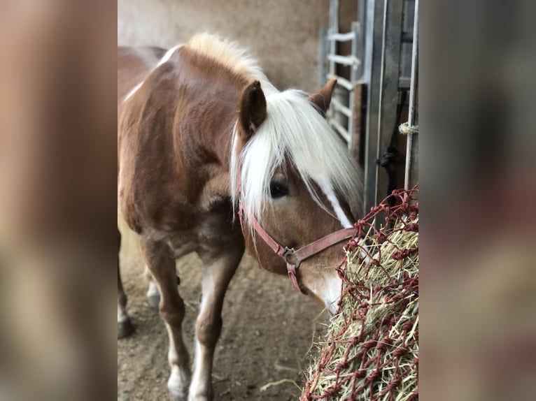 Haflinger Mare 9 years 15,1 hh Chestnut-Red in Mainbernheim