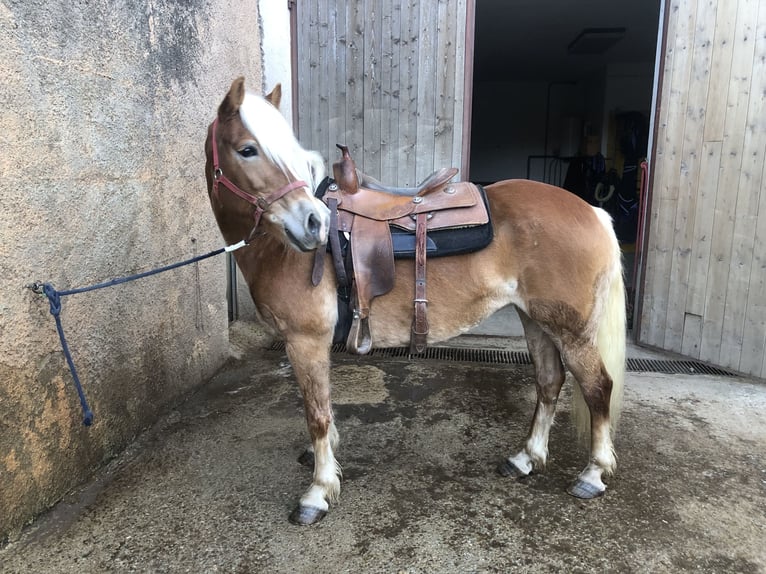 Haflinger Mare 9 years 15,1 hh Chestnut-Red in Mainbernheim