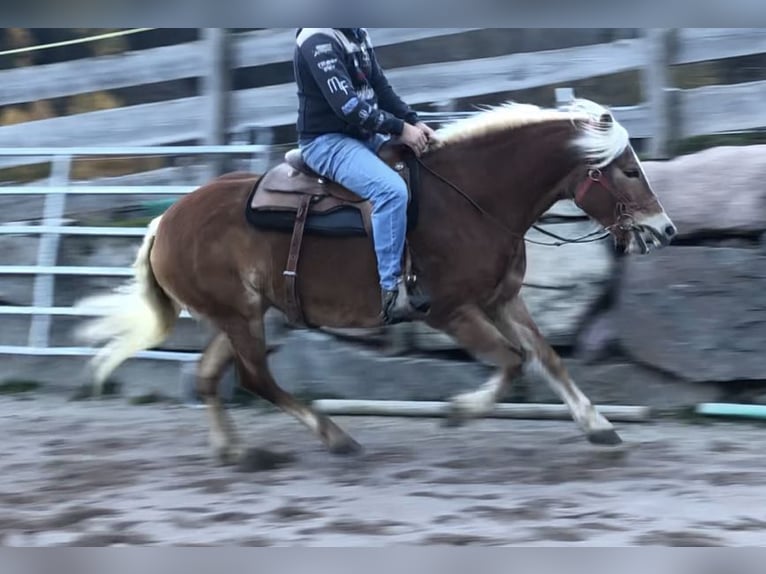 Haflinger Mare 9 years 15,1 hh Chestnut-Red in Mainbernheim