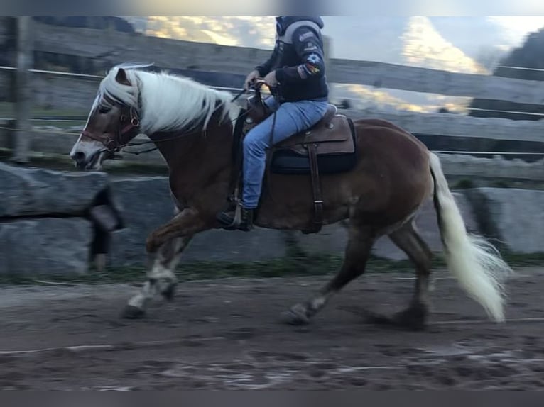 Haflinger Mare 9 years 15,1 hh Chestnut-Red in Mainbernheim