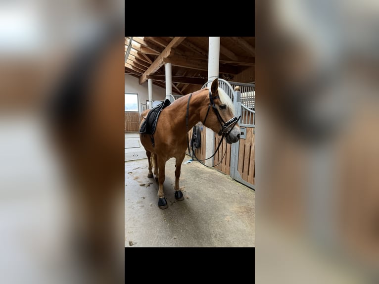Haflinger Mare 9 years 15 hh  in St. Anton am Arlberg