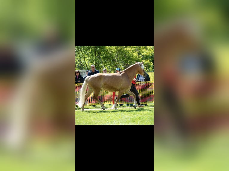 Haflinger Mare 9 years 15 hh  in St. Anton am Arlberg