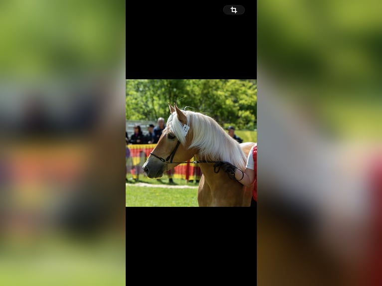 Haflinger Mare 9 years 15 hh  in St. Anton am Arlberg