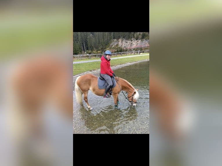 Haflinger Mare 9 years 15 hh  in St. Anton am Arlberg