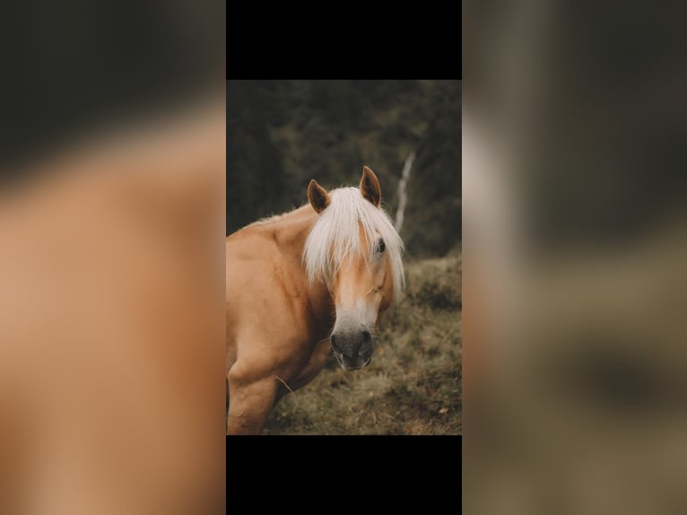 Haflinger Mare 9 years 15 hh  in St. Anton am Arlberg