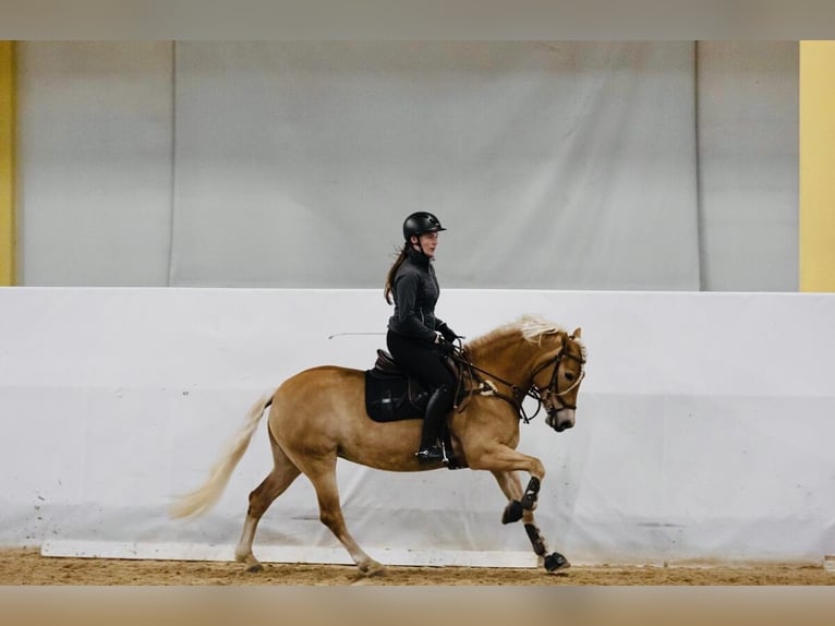 Haflinger Mare 9 years 15 hh Chestnut-Red in Neukirchen
