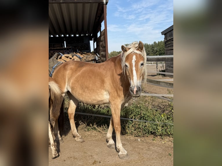Haflinger Mare 9 years 15 hh Chestnut-Red in Trebbin