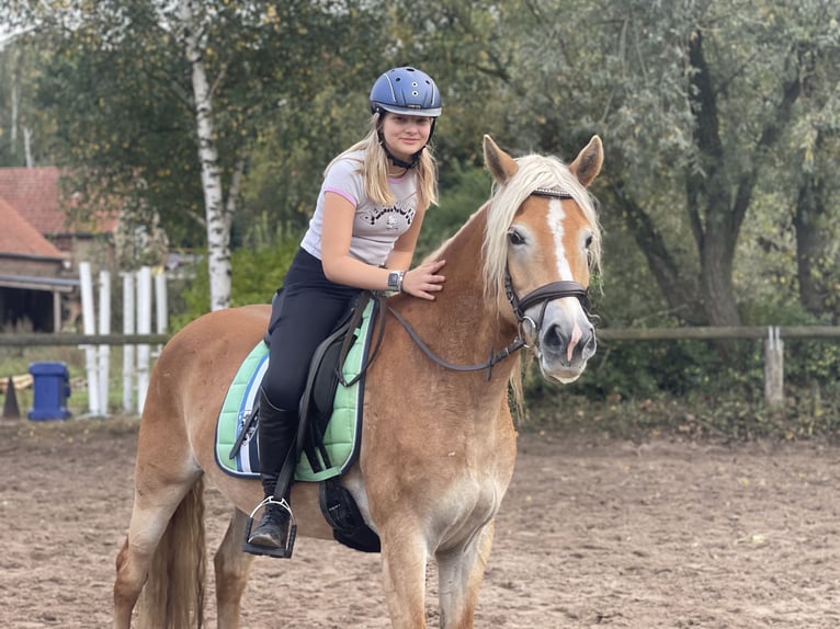 Haflinger Mare 9 years 15 hh Chestnut-Red in Trebbin