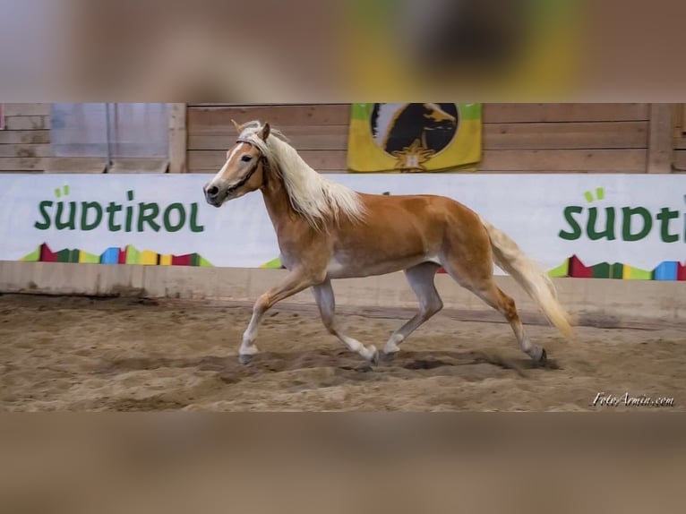 Haflinger Mare 9 years 15 hh Chestnut-Red in Trebbin