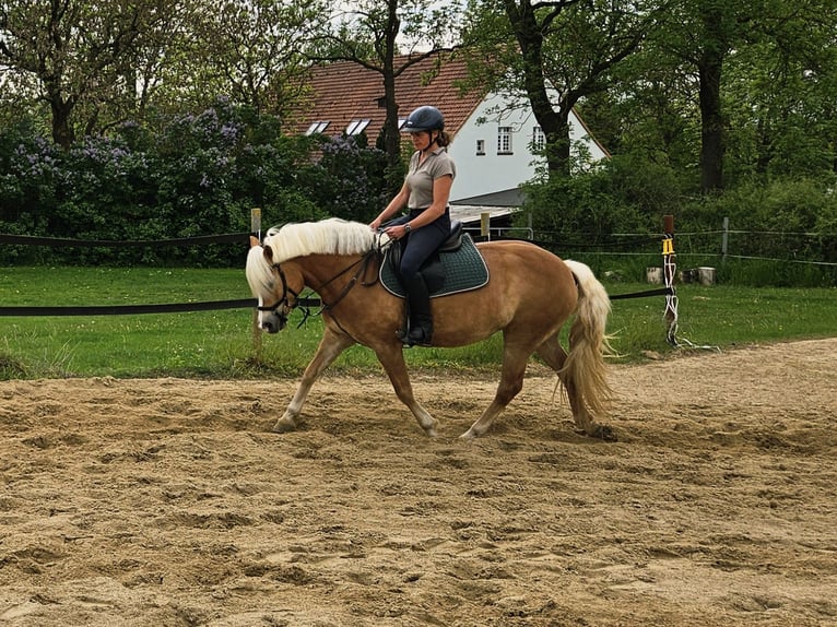 Haflinger Mare 9 years 15 hh Chestnut-Red in Grünow