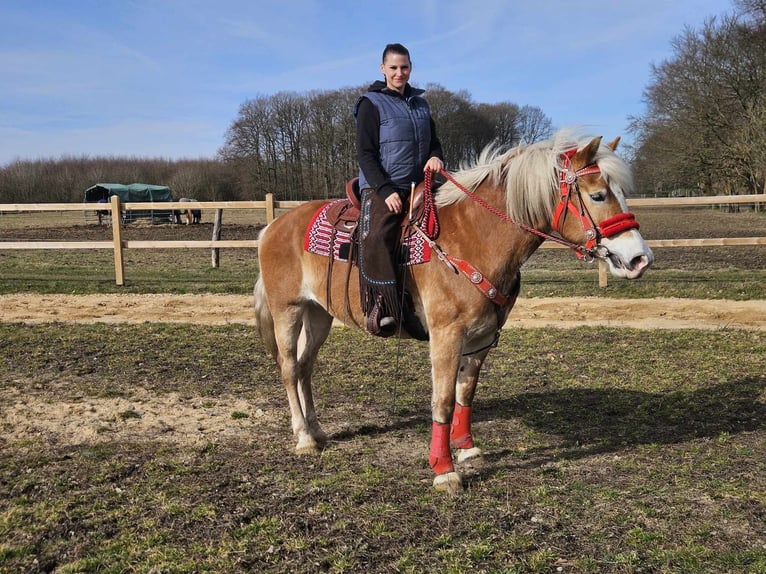 Haflinger Mare 9 years 15 hh Chestnut-Red in Linkenbach