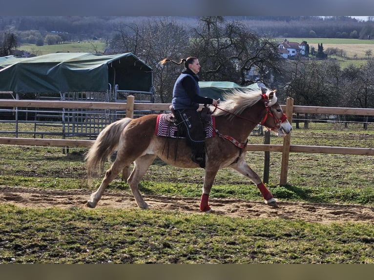 Haflinger Mare 9 years 15 hh Chestnut-Red in Linkenbach