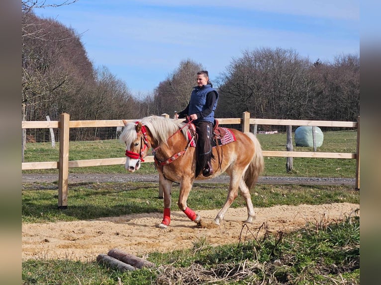 Haflinger Mare 9 years 15 hh Chestnut-Red in Linkenbach