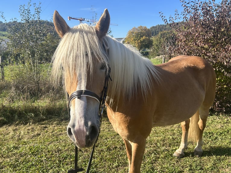 Haflinger Mare 9 years 15 hh Palomino in Langsur