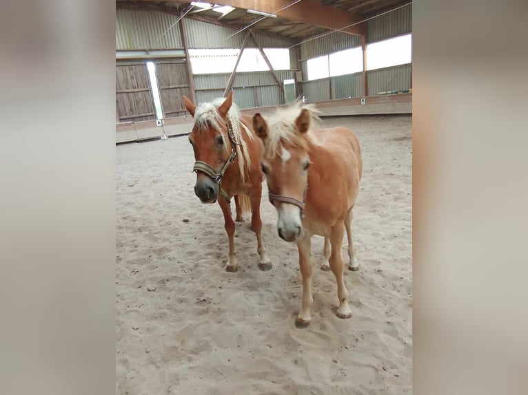 Haflinger Mare Foal (05/2024) 12,1 hh Chestnut-Red in Kupferzell