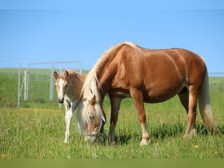 Haflinger Mare Foal (05/2026) 14.2 hh Chestnut-Red in Erlbach