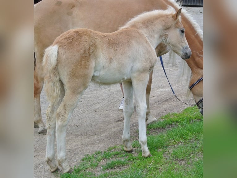 Haflinger Mare Foal (04/2024) 14,2 hh in Groß Siegharts