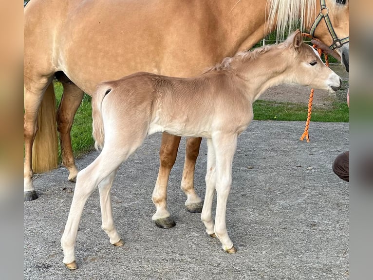 Haflinger Mare  14,3 hh Chestnut-Red in Willingen (Upland)