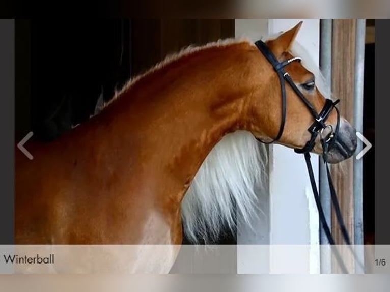 Haflinger Mare  14,3 hh Chestnut-Red in Willingen (Upland)